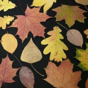 27 SOORTEN BLADEREN / PANCHPALAV