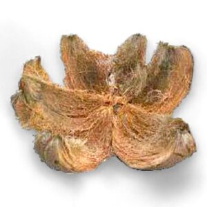 COCOS COCOSNOOT MET BAST- SHELL HUSK NARIYAL CHOKLA SKIN