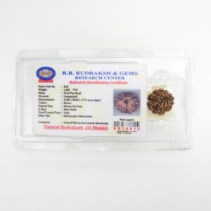 GYAARAH (11) MUKHI RUDRAKSHA ORIGINAL