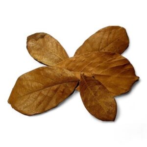 KHATAR KOA DROOG BLAD