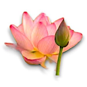 LOTUS / KAMAL / PADMA FRESH FLOWER