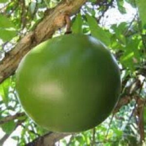 GODDO / KALLEBAS VERS- VRIEZER