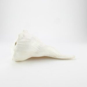 SANKH LAXMI  10CM ( SCHELP )