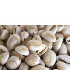 KOWRIE PAPA MONIE / CARACOLES SCHELP