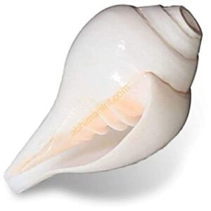 SANKH CONCH SCHELP 10/13CM