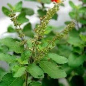 TOELSIE -TULSI  PLANT KLEIN